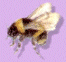 cloverbut1.gif (3835 bytes)
