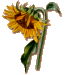 sunbutton.gif (3248 bytes)