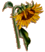 sunbutton2.gif (3251 bytes)